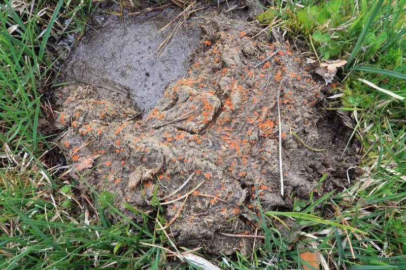 Cheilymenia laevispora 1 - IMG_7227